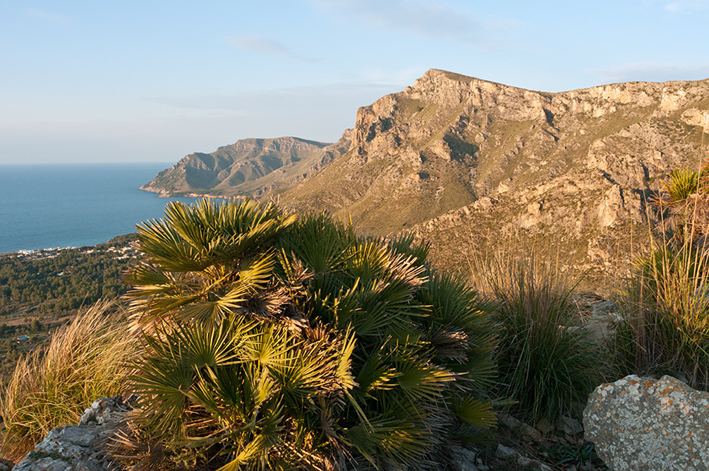 Chamaerops_humilis_LP01M_56_Mallorca