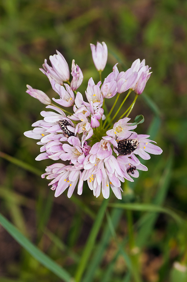 Allium_roseum_LP05M_59_Mallorca