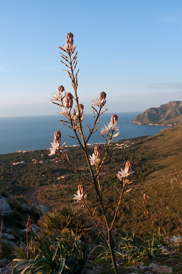 Asphodelus_aestivus_LP01M_57_Mallorca