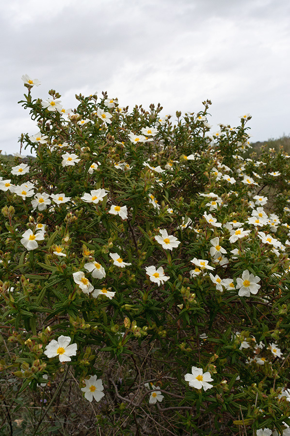 Cistus_monspeliensis_LP05M_48_Mallorca