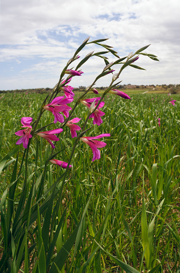 Gladiolus_italicus_LP05M_10_Mallorca