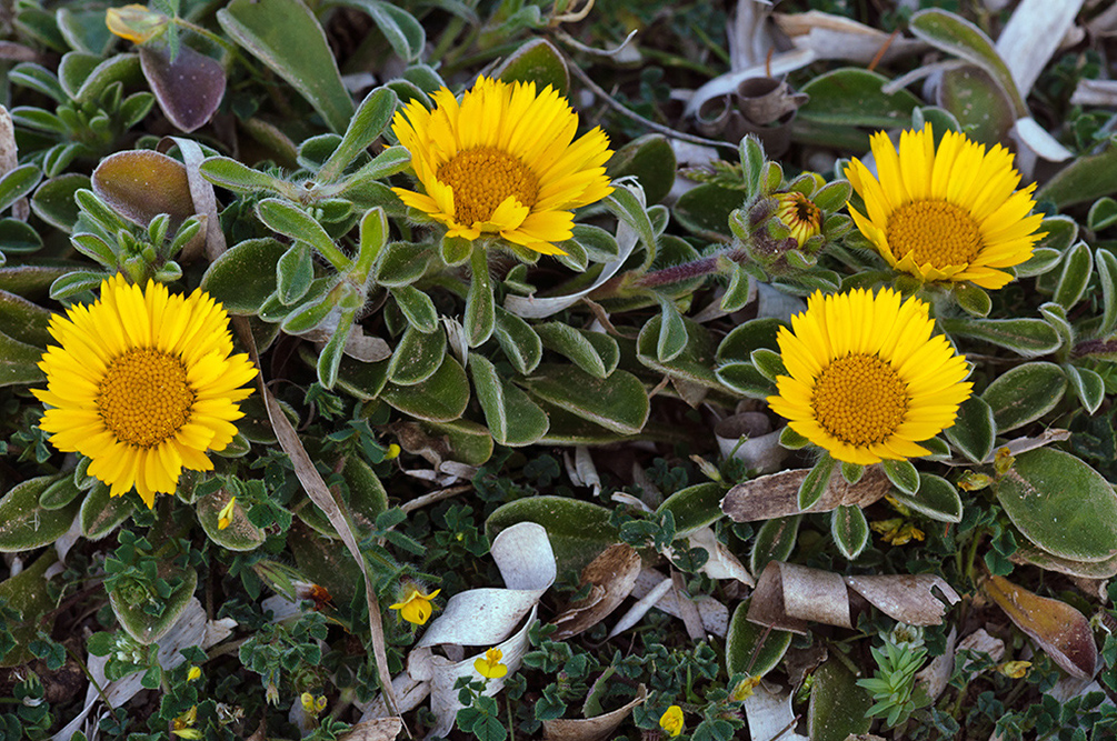 Asteriscus_maritimus_LP06M_24_Mallorca