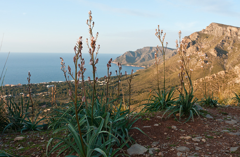 Asphodelus_aestivus_LP01M_48_Mallorca