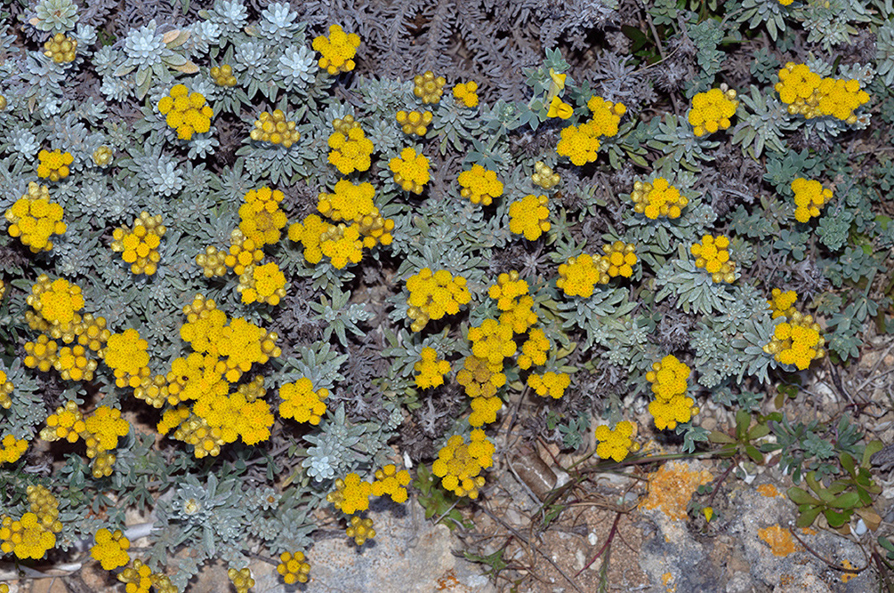 Helichrysum_stoechas_LP06M_07_Mallorca