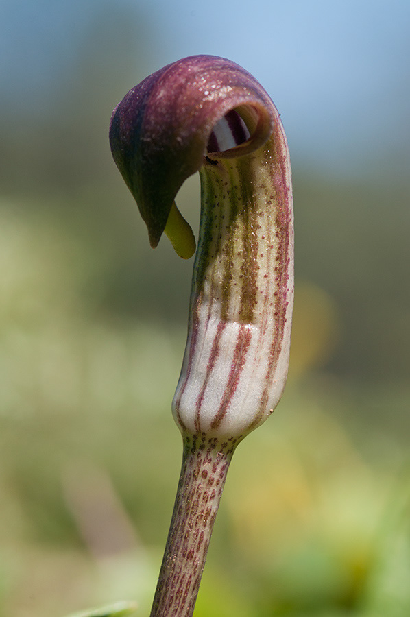 Arisarum_vulgare_LP03M_10_Mallorca