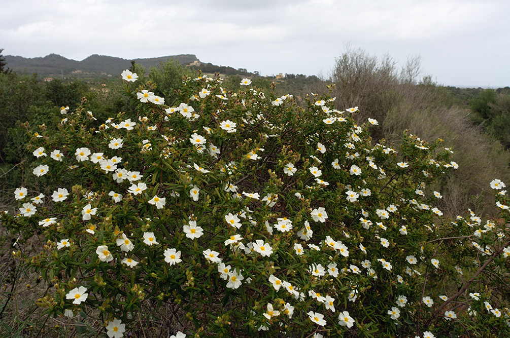 Cistus_monspeliensis_LP05M_45_Mallorca