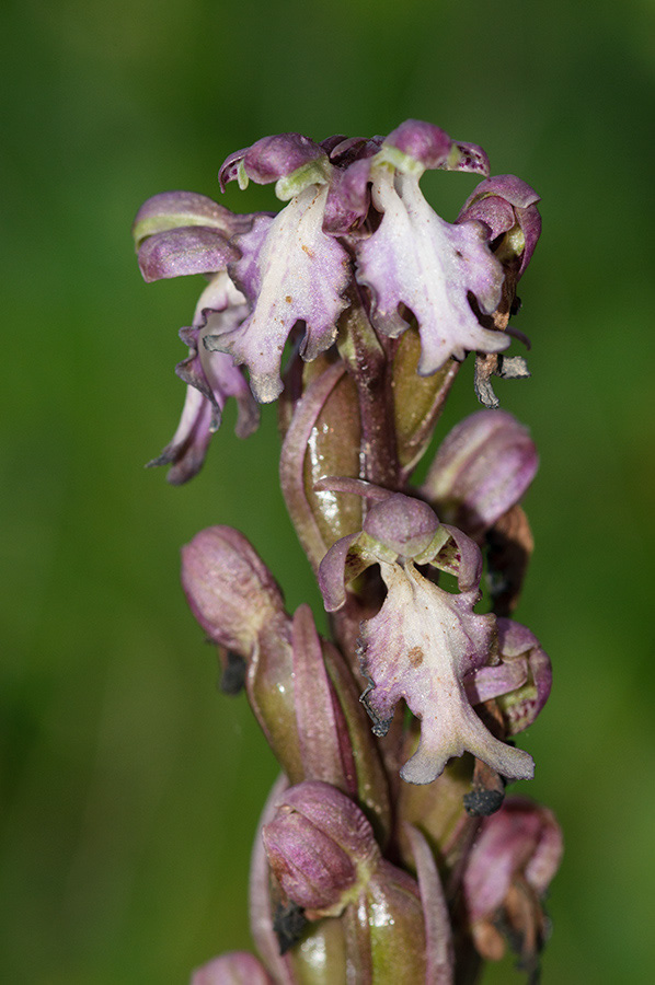 Himantoglossum_robertianum_LP02M_26_Mallorca