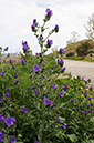 Echium_plantagineum_LP05M_74_Mallorca