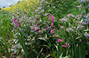 Gladiolus_italicus_LP05M_12_Mallorca