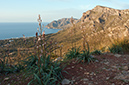 Asphodelus_aestivus_LP01M_51_Mallorca