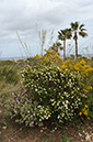 Cistus_monspeliensis_LP05M_69_Mallorca