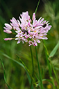 Allium_roseum_LP05M_65_Mallorca