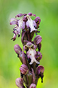 Himantoglossum_robertianum_LP02M_30_Mallorca