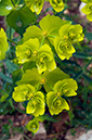 Euphorbia_serrata_ LP01M_08_Mallorca