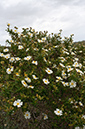 Cistus_monspeliensis_LP05M_48_Mallorca