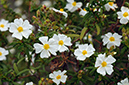 Cistus_monspeliensis_LP05M_42_Mallorca