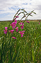 Gladiolus_italicus_LP05M_10_Mallorca