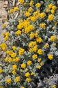 Helichrysum_stoechas_LP06M_06_Mallorca