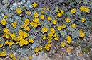 Helichrysum_stoechas_LP06M_07_Mallorca