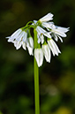 Allium_triquetrum_LP02M_25_Mallorca