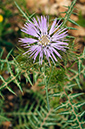 Galactites_tomentosa_LP01M_15_Mallorca