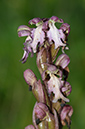 Himantoglossum_robertianum_LP02M_26_Mallorca