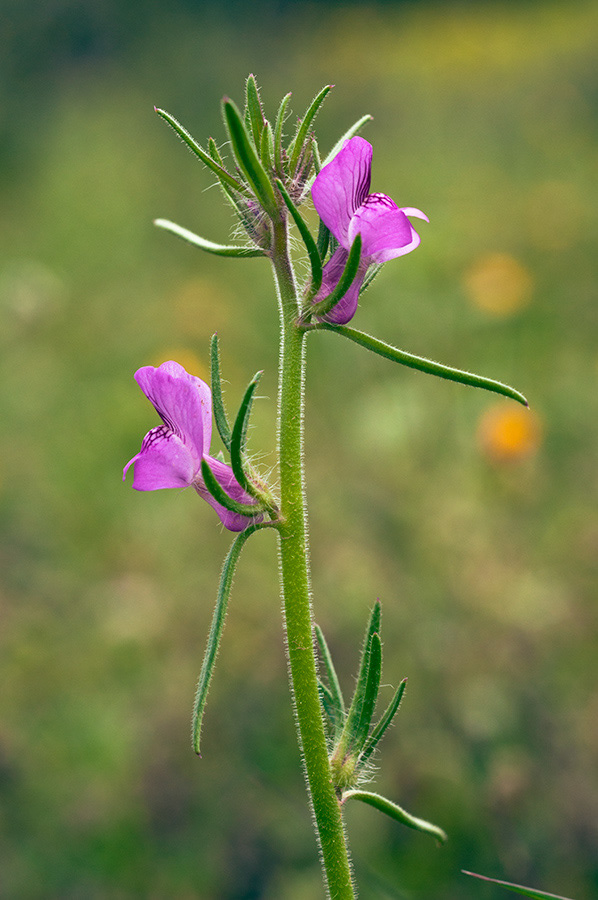 Misopates_orontium_LP01M_07_Mallorca