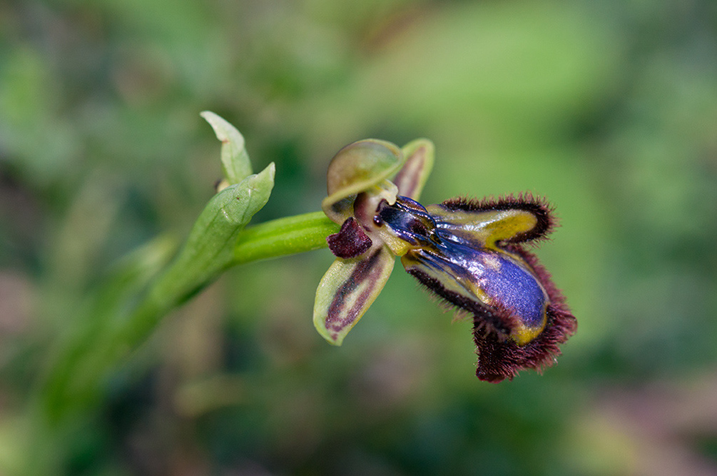 Ophrys_speculum_LP02M_39_Mallorca