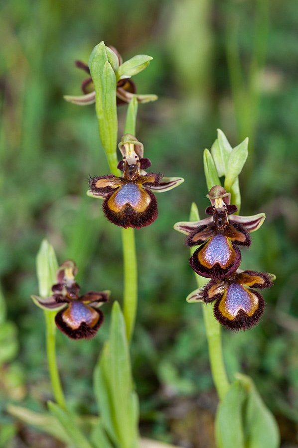 Ophrys_speculum_LP04M_18_Mallorca