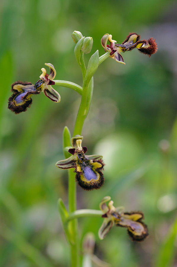 Ophrys_speculum_LP06M_71_Mallorca