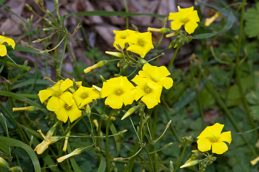 Oxalis_pes-caprae_LP02M_15_Mallorca