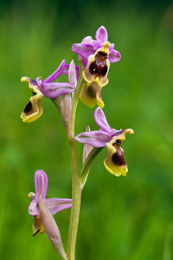 Ophrys_tenthredinifera_LP03M_63_Mallorca