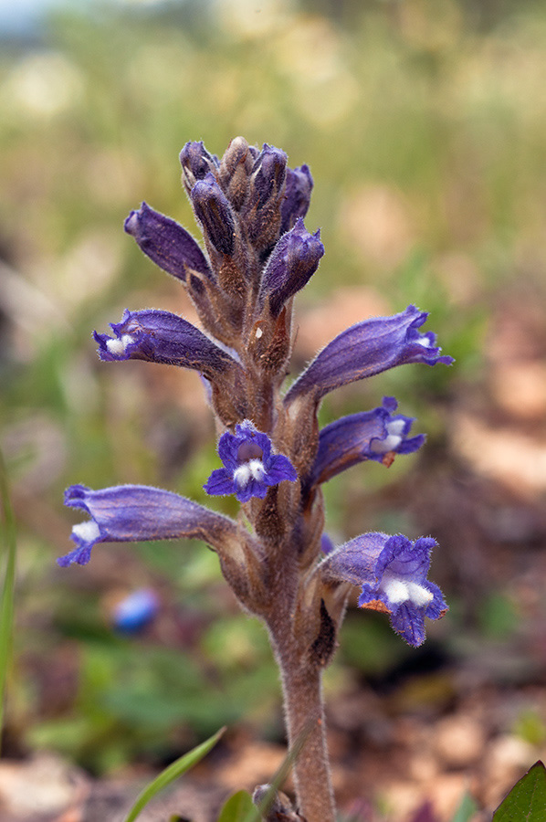 Phelipanche_ramosa_LP01M_27_Mallorca