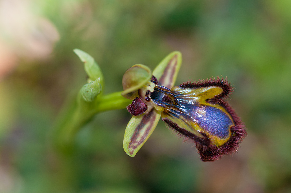 Ophrys_speculum_LP02M_38_Mallorca