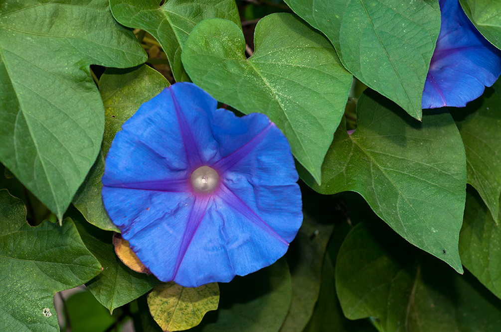 Ipomoea_indica_LP07M_01_Mallorca