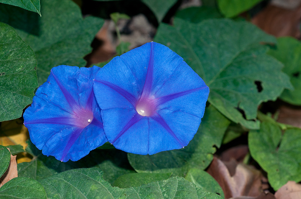 Ipomoea_indica_LP07M_11_Mallorca