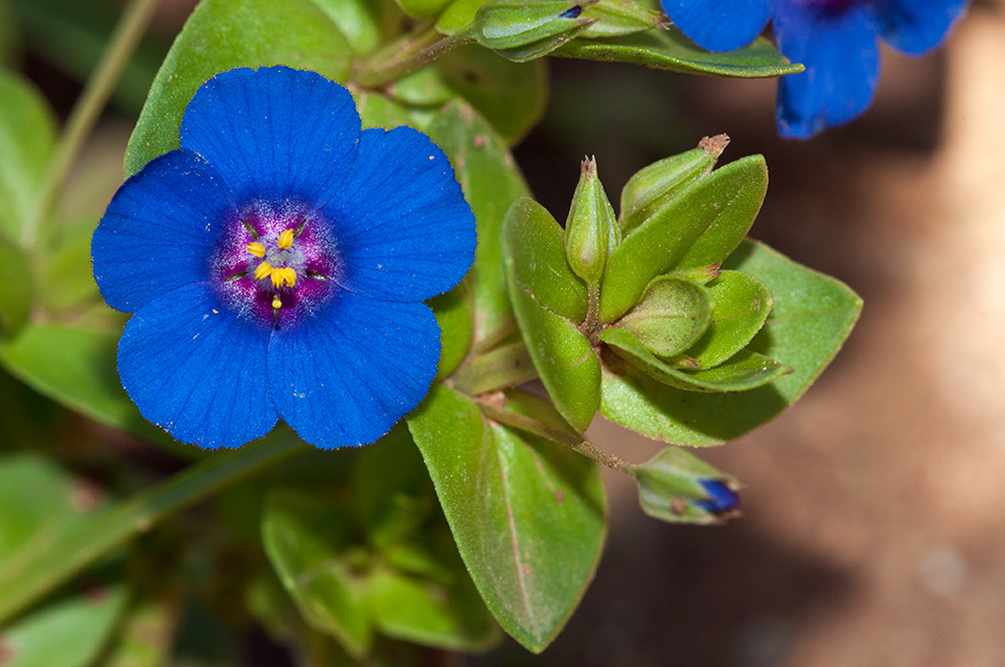 Lysimachia_arvensis_LP03M_05_Mallorca