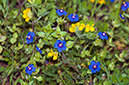 Lysimachia_arvensis_LP02M_14_Mallorca