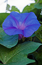 Ipomoea_indica_LP07M_03_Mallorca