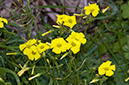 Oxalis_pes-caprae_LP02M_15_Mallorca