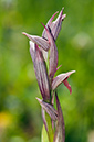 Serapias_parviflora_LP06M_57_Mallorca