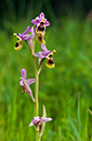 Ophrys_tenthredinifera_LP03M_62_Mallorca