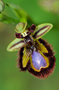 Ophrys_speculum_LP04M_11_Mallorca