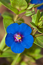 Lysimachia_arvensis_LP03M_04_Mallorca