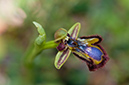Ophrys_speculum_LP02M_38_Mallorca