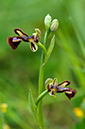 Ophrys_speculum_LP04M_02_Mallorca