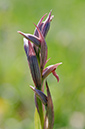 Serapias_parviflora_LP06M_58_Mallorca