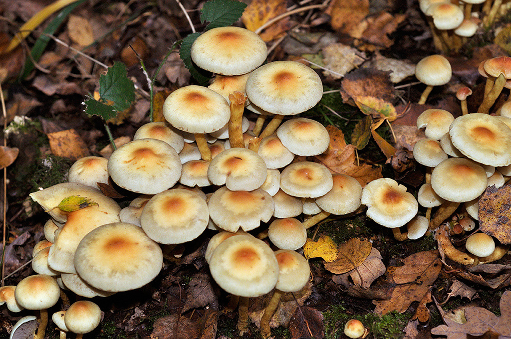 Hypholoma fasciculare_LP0424_10_Naphill