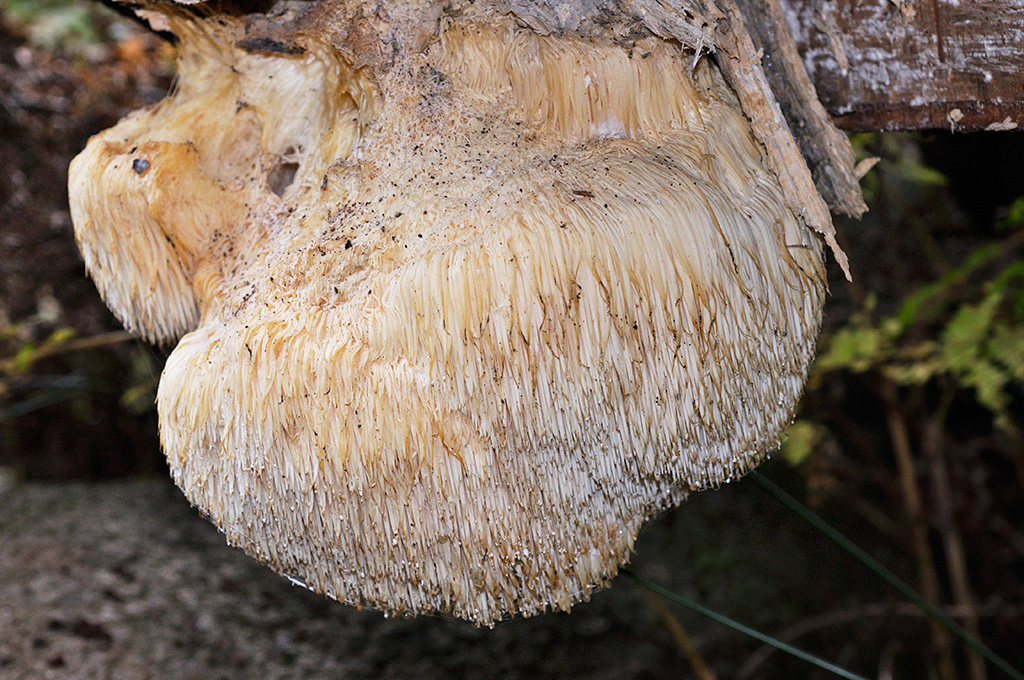 Hericium erinaceus_LP0424_15_Naphill