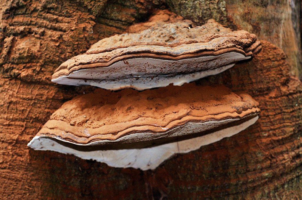 Ganoderma_australe_LP0424_19_Naphill